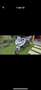 Yamaha FZ 8 - thumbnail 1