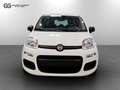Fiat New Panda 1.0 FireFly Hybrid Icon Bianco - thumbnail 4
