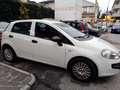Fiat Punto Evo 5p 1.4 Active 77cv Bianco - thumbnail 1