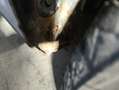 Volkswagen Golf 1.9 TDI - thumbnail 6