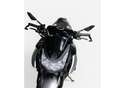 Kawasaki Z 1000 NAKED 140cv - 2011 Negro - thumbnail 6