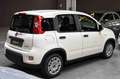 Fiat Panda Hybrid 1.0 70cv Alb - thumbnail 5