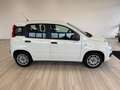 Fiat Panda 1.2 Easy Gpl 69cv my19 Bianco - thumbnail 5