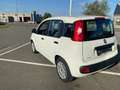 Fiat Panda 1.0 hybrid 70cv 5PL clim garantie 12MOIS Wit - thumbnail 6