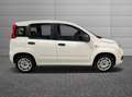 Fiat New Panda 1.2  Easy Bianco - thumbnail 5