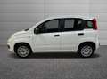 Fiat New Panda 1.2  Easy Bianco - thumbnail 6