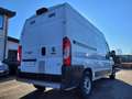 Fiat Ducato 3.0 metano 77000km Bianco - thumbnail 6