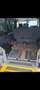 Volkswagen T5 Multivan Family 2,5 TDI 4motion D-PF - thumbnail 4