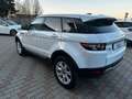 Land Rover Range Rover Evoque 5p 2.2 td4 Pure 150cv auto 9m Bianco - thumbnail 7