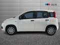 Fiat Panda III 2024 1.0 firefly hybrid s&s 70cv 5p.ti Wit - thumbnail 5