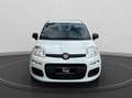 Fiat Panda 1.0 firefly hybrid s&s 70cv 5p.ti Bianco - thumbnail 3