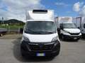 Opel Movano 35Q Maxi 140hp PLungo Cella-20° DoppiaTemperatur Gris - thumbnail 2