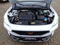 CUPRA Formentor 1.5 TSI DSG LED Navi Pano PLA Klimaautom Weiß - thumbnail 15