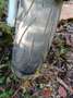 Honda VT 750 Silber - thumbnail 5