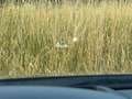 Mazda 6 KOMBI SPORTS-LINE AHK 360 CRAD NAVI 8-FACH Schwarz - thumbnail 15