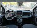 Fiat Panda 3ª serie 1.0 FireFly S&S Hybrid - thumbnail 12