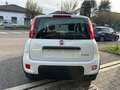 Fiat Panda Panda 1.0 FireFly S&S Hybrid Blanc - thumbnail 5