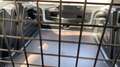 SEAT Ibiza 1.0 TGI S&S Reference 90 Blanco - thumbnail 12