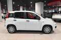 Fiat Panda 1.0 FireFly S&S Hybrid Icon Weiß - thumbnail 4