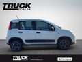 Fiat New Panda - Panda van 1.0 hybrid Street 70cv 4p.ti serie 4 E Blanc - thumbnail 4