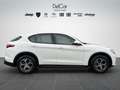 Alfa Romeo Stelvio Stelvio 2.2 TD 190 Cv. AT8 Q4 Business Plus Bianco - thumbnail 7