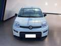 Fiat Panda My23 1.0 70cv Hybrid Panda Bianco - thumbnail 1