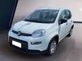 Fiat Panda My23 1.0 70cv Hybrid Panda Bianco - thumbnail 2