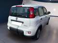 Fiat Panda My23 1.0 70cv Hybrid Panda Bianco - thumbnail 4