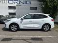 Ford Kuga ST-Line X PHEV 225PS Automatik Weiß - thumbnail 3