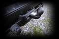 Ford Transit Custom Transit/Tourneo Custom 320 L2 Trend 1HA*9SITZER Grau - thumbnail 25