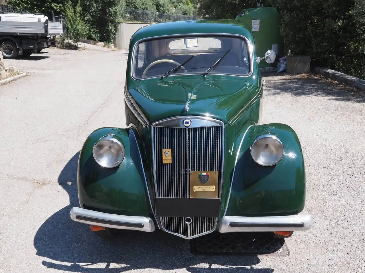 Lancia ardea, foto 4