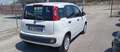 Fiat Panda Panda 1.2i 69 CV - Garanzia - Neopatentati Bianco - thumbnail 5