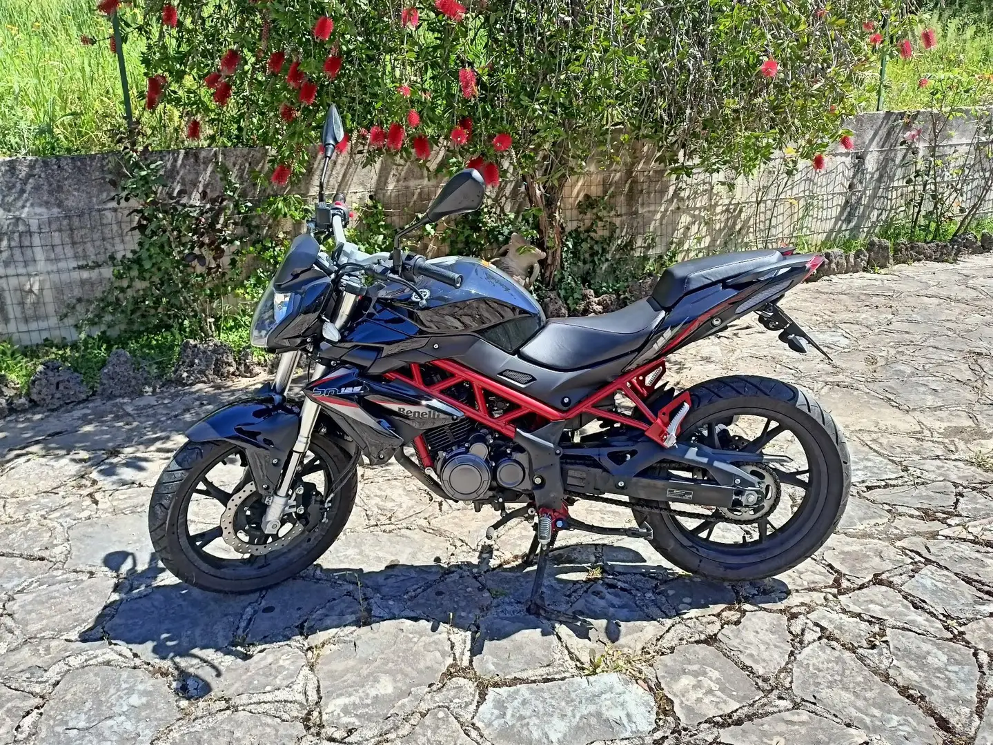 Benelli BN 125 Rood - 1