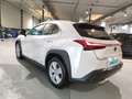 Lexus UX 250h Business Navigation 4WD Weiß - thumbnail 4