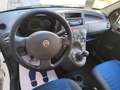 Fiat Panda Panda 1.2 BENZINA 69CV 5 POSTI Blanco - thumbnail 13