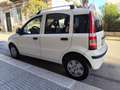 Fiat Panda Panda 1.2 BENZINA 69CV 5 POSTI Blanc - thumbnail 8
