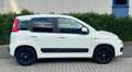 Fiat Panda 1.2 69PK Lounge Clima Weiß - thumbnail 3