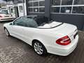 Mercedes-Benz CLK 320 Cabrio Elegance Designo Nur 55000 KM Blanco - thumbnail 13