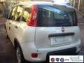 Fiat Panda 1.0 FireFly S&S Hybrid Pandina Urban Vettura Nuova Bianco - thumbnail 10