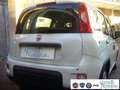 Fiat Panda 1.0 FireFly S&S Hybrid Pandina Urban Vettura Nuova Bianco - thumbnail 9