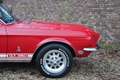 Ford Mustang Shelby GT350 PRICE REDUCTION! An icon among classi Rood - thumbnail 39