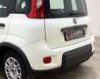 Fiat Panda Panda III 2023 1.0 firefly hybrid Bianco - thumbnail 15