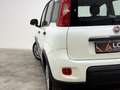 Fiat Panda Panda III 2023 1.0 firefly hybrid Bianco - thumbnail 14