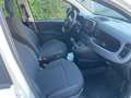 Fiat Panda Panda III  1.0 firefly hybrid s Bianco - thumbnail 6