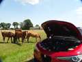 Alfa Romeo Stelvio 2.9 V6 AWD QV | Ragazzon | Carbon | Carplay | Dak Rood - thumbnail 3