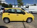 Fiat Panda MY25 1.0 70PS Eurostar Klima PDC Gelb - thumbnail 3