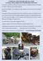 BMW R 1100 RS RODEO Oro - thumbnail 1