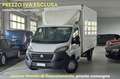 Fiat Ducato VEICOLO IMMATRICOLATO COME AUTOCARRO, PREZZO NETT Alb - thumbnail 1
