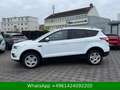 Ford Kuga Trend WENIG-KM Weiß - thumbnail 3