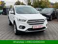 Ford Kuga Trend WENIG-KM Weiß - thumbnail 8